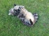 28.09.2018 15-47-18_0029.jpg.tiger.jpg
