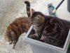 09.05.2019 18-00-35_0049.jpg.lilly&tiger.jpg 09.05.2019 18-00-35_0049.jpg.lilly&tiger.jpg