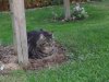 25.10.2019 17-06-39_0168.jpg.tiger.jpg