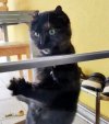 Schildpatt Katze Hohenau  (1).jpg