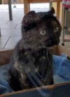 Schildpatt Katze Hohenau  (3).jpg