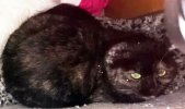 Schildpatt Katze Hohenau  (4).jpg