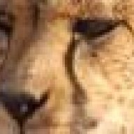 Cheetah
