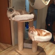 Ragdoll-Perser