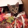 Nina Cat-Crasy