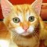 Findus
