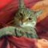 kitty20