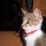 merline