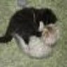 miezekatze