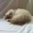 RomyRagdoll