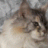 Elly